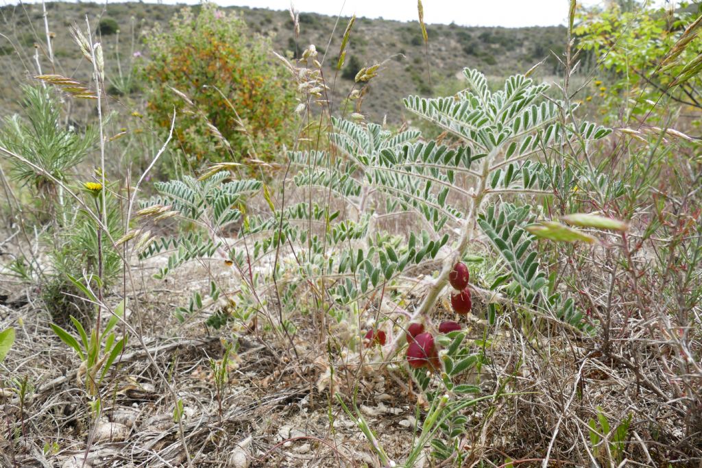 Metafruticicola nicosiana - Cipro